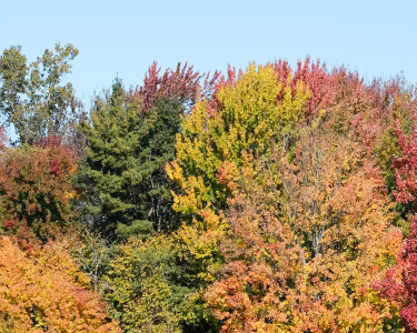 Trees with colorful yellow, red, orange, and green leaves on a sunny day.