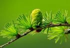 Extreme closeup of a green bud and needles on a pine tree.