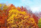 Trees with yellow, orange, and red leaves on a sunny day in fall.