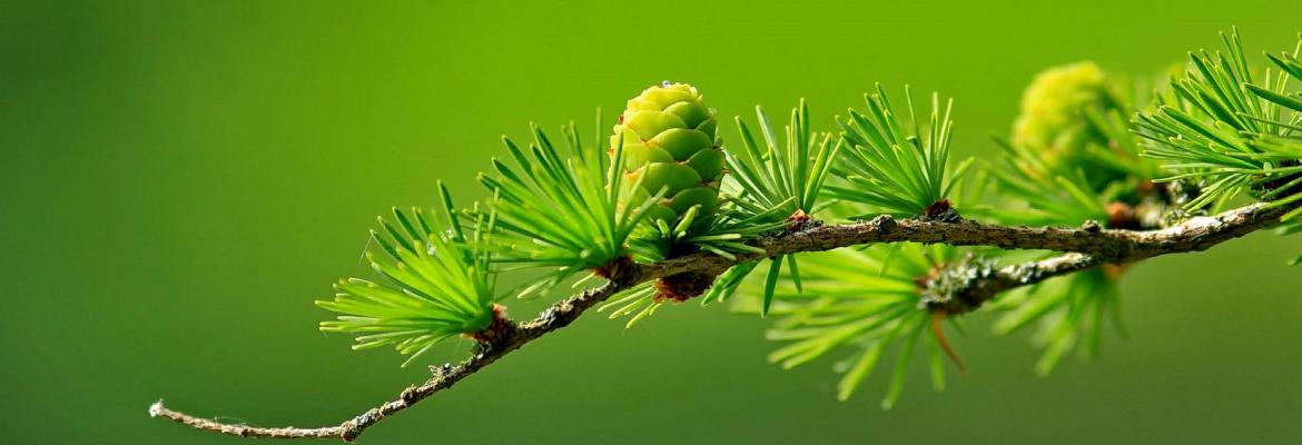 Extreme closeup of a green bud and needles on a pine tree.