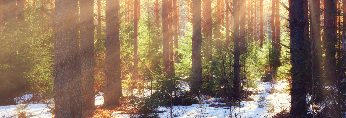 A forest in spring; the sun is shining through trees and snow is melting on the ground.