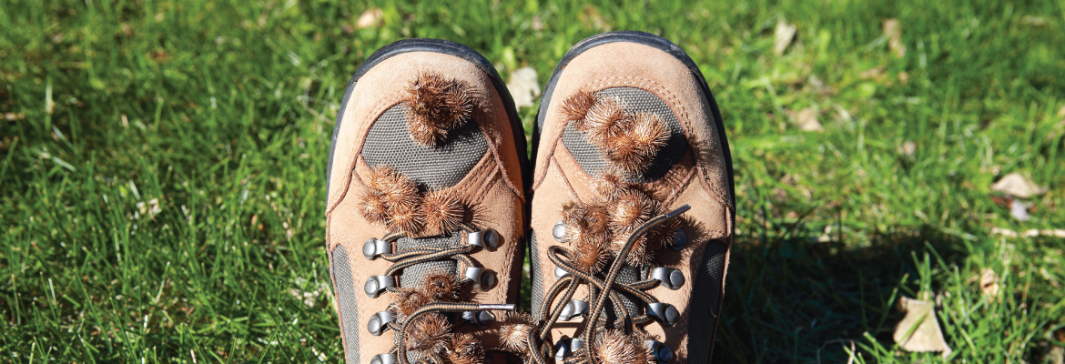 Several brown burrs cling to a person's hiking shoes and jeans.