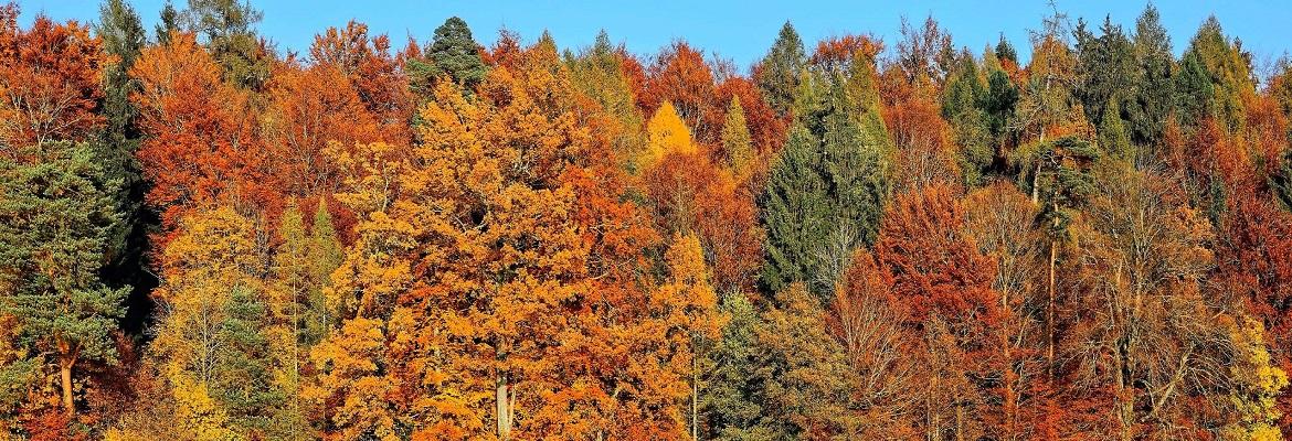 A row of trees with orange and red fall leaves against a blue sky.