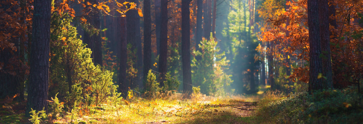 Sunlight illuminates a path through the woods on a fall day.