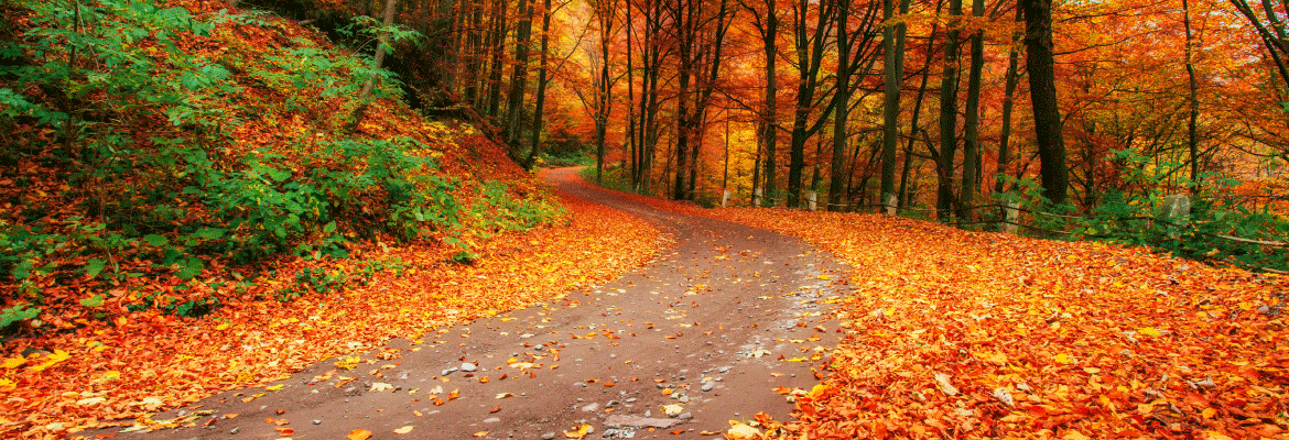 Bright orange fall leaves on a winding road in the forest.