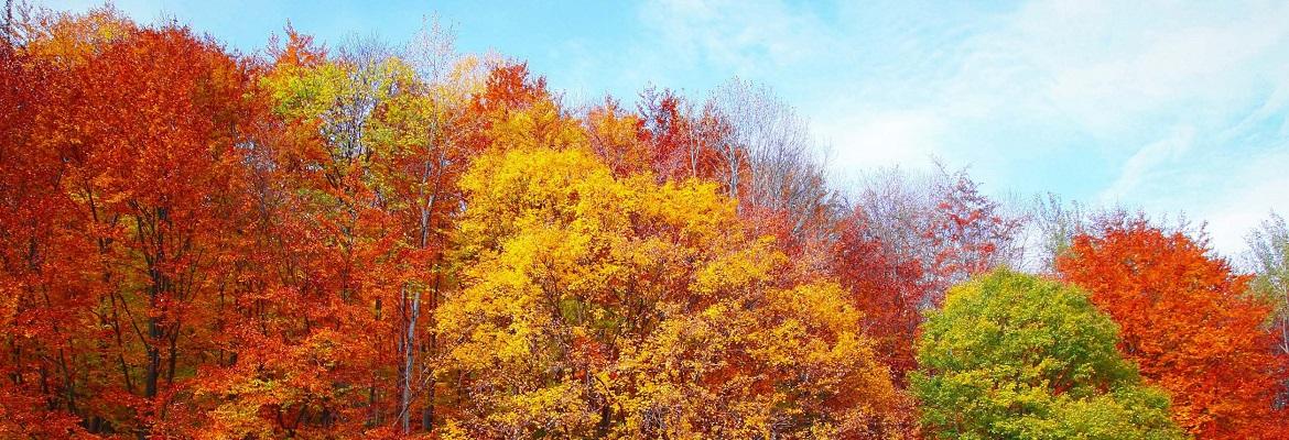 Trees with yellow, orange, and red leaves on a sunny day in fall.