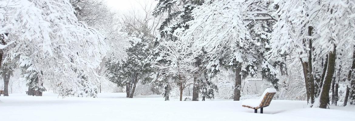 A bench surrounded by snow-covered trees in a park on a cloudy winter day.