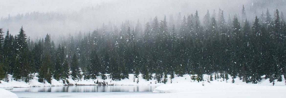 A pine forest next to a lake on a foggy, snowy day.