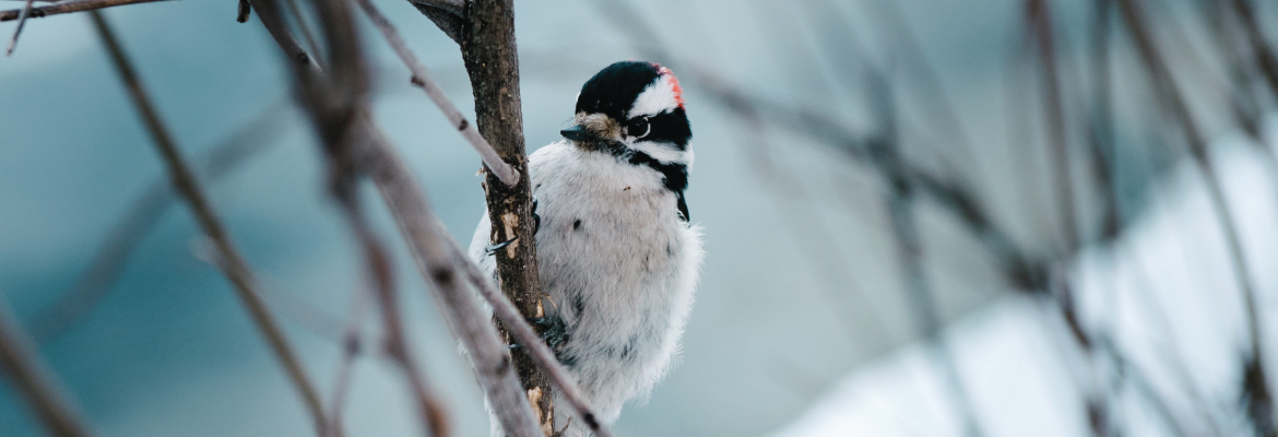 A white, black, and red downy woodpecker sits on a tree branch in winter.