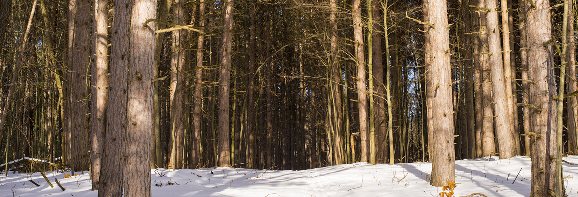 Snow in the woods at camp on a sunny winter day.