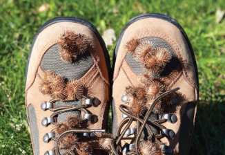Several brown burrs cling to a person's hiking shoes and jeans.