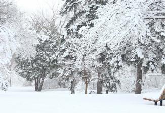 A bench surrounded by snow-covered trees in a park on a cloudy winter day.
